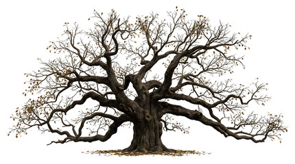 Fototapeta premium Ancient, sprawling oak tree with bare branches reaching outwards against a white background