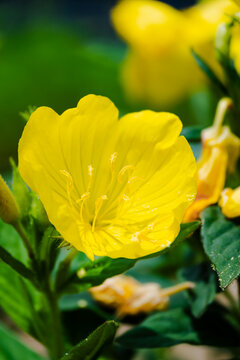 Beautiful yellow evening primrose flower blooming in the garden with green leaves background.