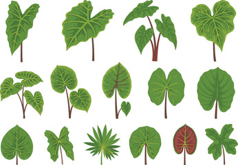 Green and red variegated leaves of rare aroid houseplants aroid plant variegated leaf © Saif