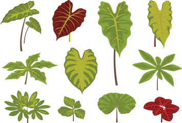 Colorful aroid plant leaves, alocasia, caladium, dieffenbachia, philodendron varieties © Saif
