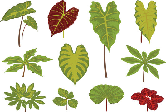 Colorful aroid plant leaves, alocasia, caladium, dieffenbachia, philodendron varieties