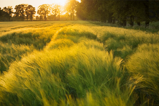Golden light bathes swaying wheat fields under a warm sunset.