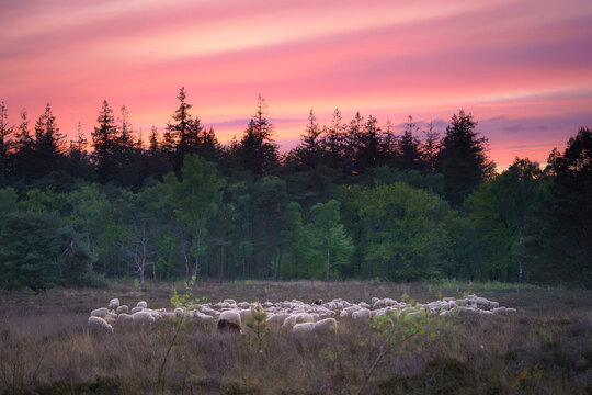 Crimson sky paints the heather as sheep graze peacefully.