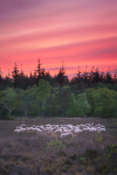 Crimson sky paints the quiet flock resting in twilight's embrace.