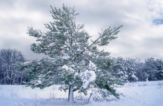 Winter's soft light blankets the frosted pine branches.