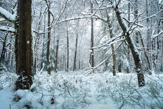 Soft light filters through snow-laden branches, blanketing the silent forest.
