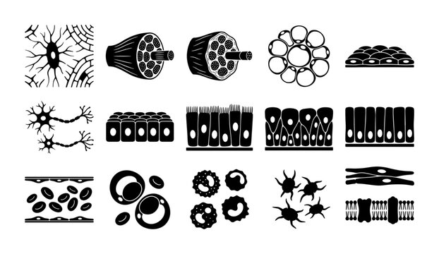 Human tissue types and cell structures icon set, 15 black and white vector illustrations of histology and anatomy elements for medical education