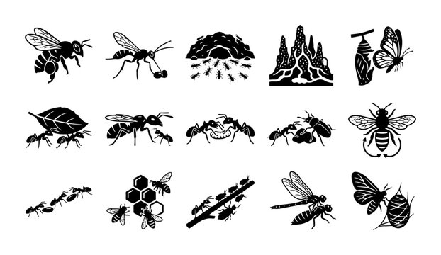 Vintage insect life cycle icons, 15 black woodcut bug illustrations, hand drawn bee and ant colony vector set for nature education