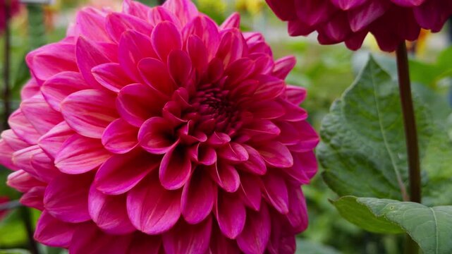 Visitors walk through a botanical garden in Halifax Nova Scotia, showcasing various bright flowers blooming during a sunny day in summer
