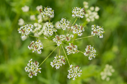 Red ants (Myrmica) crawling on white cow parsley (Anthriscus sylvestris) flowers in Hainich National Park, Thuringia, Germany.
