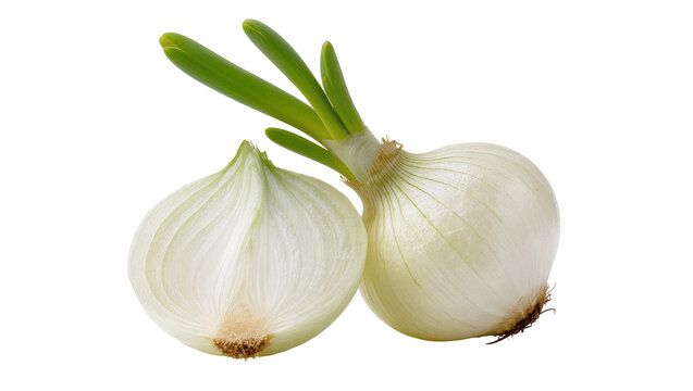 Isolated fresh white onions, one whole with green sprouts and one halved, healthy ingredient