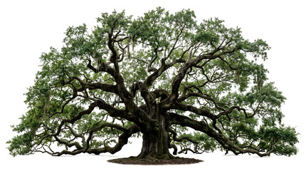 Fototapeta premium Large spreading ancient oak tree with lush green foliage and twisted branches isolated on white background