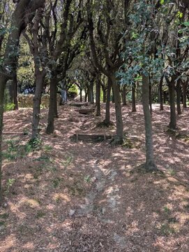 Una scalinata in pietra immersa nel verde conduce verso un arco antico, con la torre del Parco della Rimembranza di Fermo che emerge tra la vegetazione, creando un&rsquo;atmosfera storica e naturale