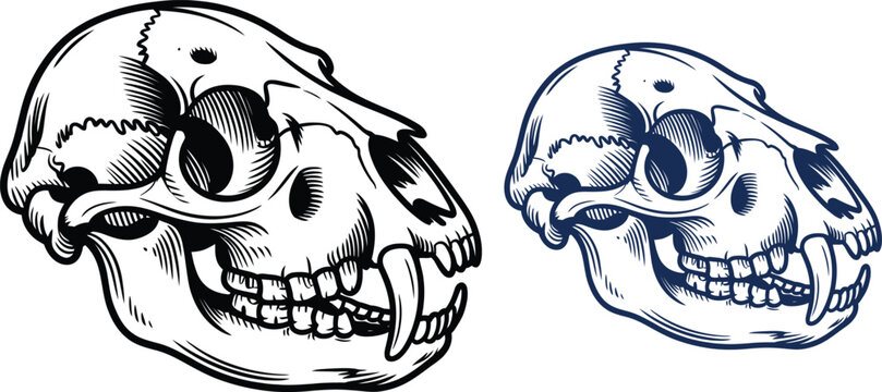 Monkey skulls, primate skeleton heads, black and white illustration, blue outline, vector icons