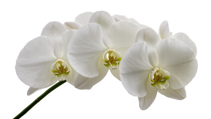 Fototapeta premium Isolated elegant phalaenopsis orchid flowers on a stem, showcasing natural beauty, grace, and fresh bloom.