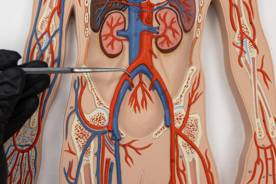 Pointer Showing The Common Iliac Vein On Human Anatomy Model