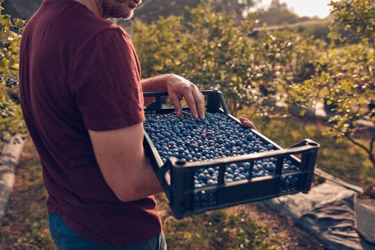 Farmer picking fresh blueberries on a farm.