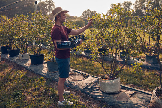 Farmer picking fresh blueberries on a farm.