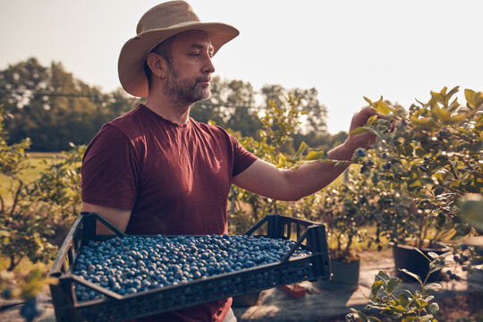 Farmer picking fresh blueberries on a farm.