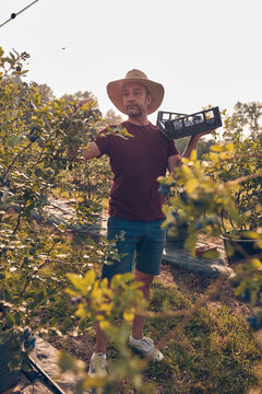 Farmer picking fresh blueberries on a farm.