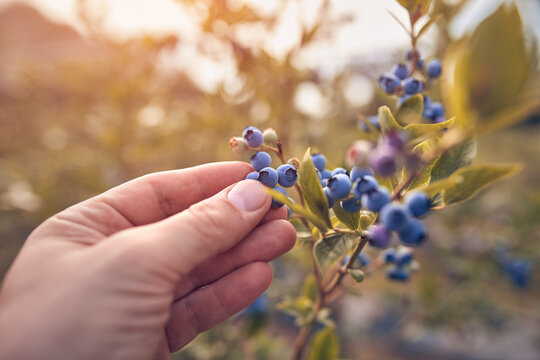 Farmer holding fresh blueberries on a farm.