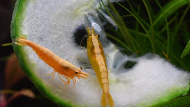 Two yellow neocaridina freshwater shrimp feeding on a thin slice of cucumber in an aquarium. They spend most of their day grazing for food.