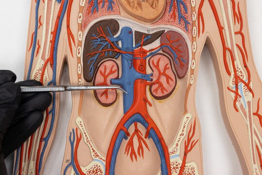 Pointer Showing The Inferior Vena Cava On Human Anatomy Model