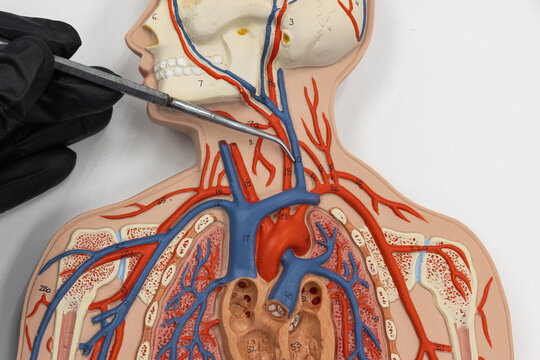 Pointer Showing The Internal Jugular Vein On Human Anatomy Model