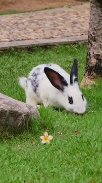 Spotted rabbit grazing green lawn backyard. Domestic pet enjoys fresh grass under attentive owner care in peaceful outdoor enclosure.