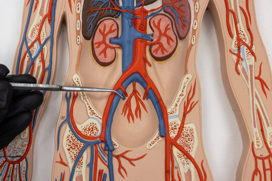 Pointer Showing The Internal Iliac Vein On Human Anatomy Model