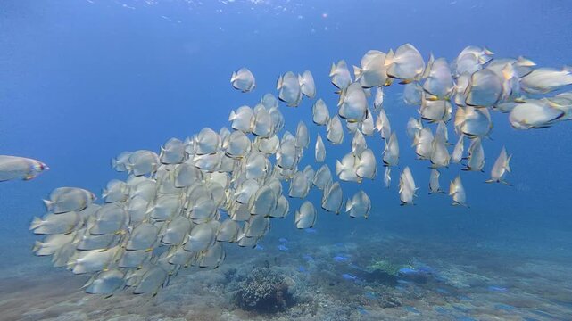 School of Batfish swimming over coral reef