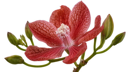 Fototapeta premium Isolated beautiful vibrant red exotic flower with intricate petal details and fresh green buds