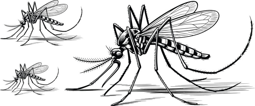 Mosquito, mosquito illustrations, insect drawings, black and white vector, 3 mosquito poses