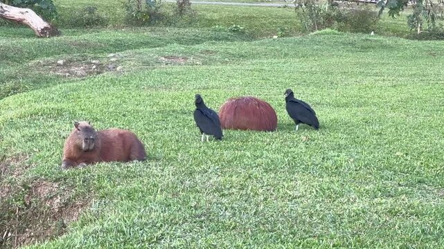 Capybaras and condors standing together by waterside wildlife footage