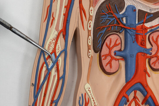 Pointer Showing The Median Cubital Vein On Human Anatomy Model