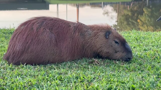 Capybara grazing while condors walk behind wildlife footage