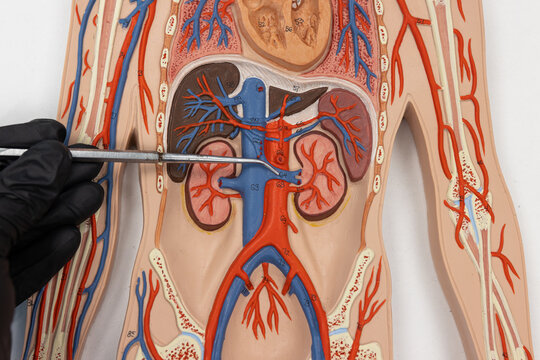 Pointer Showing The Renal Vein On Human Anatomy Model