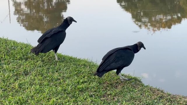 Two condors standing beside pond on cloudy day wildlife footage