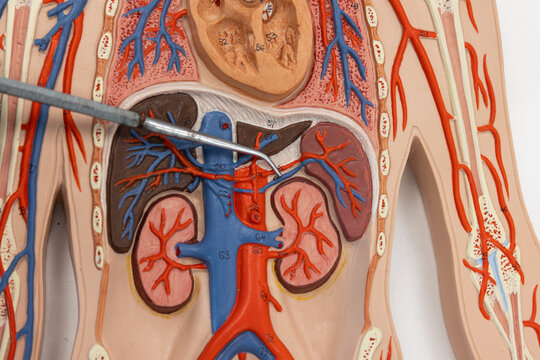 Pointer Showing The Splenic Vein On Human Anatomy Model