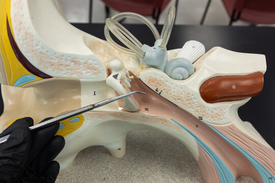 Pointer Showing The Tympanic Cavity On Ear Anatomy Model