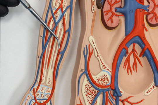 Pointer Showing The Ulnar Artery On Human Anatomy Model