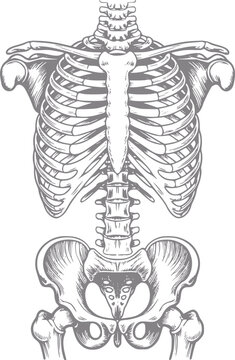 Anatomical of human rib cage and pelvis skeleton