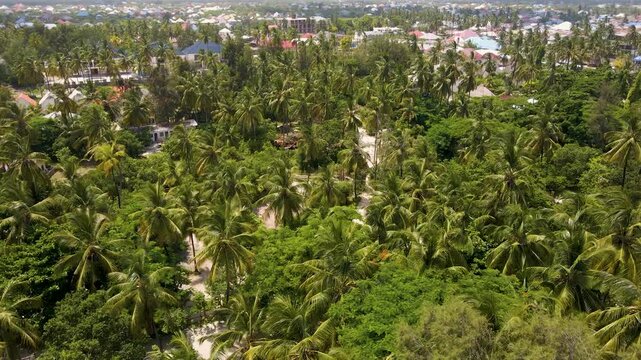 Lush palm trees forest in paje beach zanzibar, africa