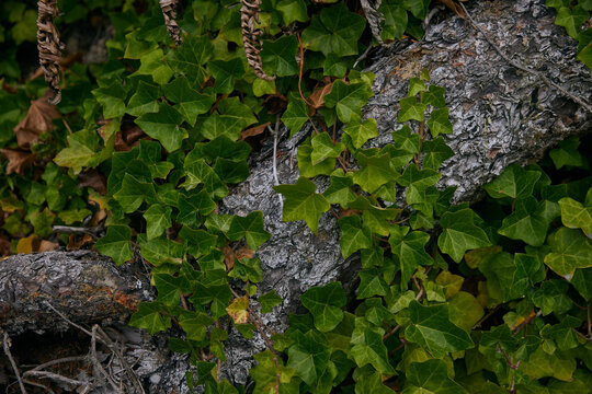 Ivy growing on roots in Olympic National Park