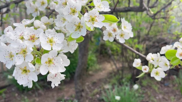 Honey bee collecting pollen on blooming white pear tree flowers close up, orchard branch blossom in spring garden, apiculture and pollination process context with natural green background