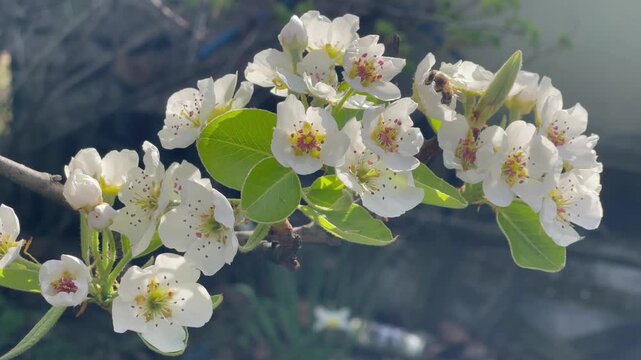 Honey bee collecting pollen on blooming white pear tree flowers close up, orchard branch blossom in spring garden, apiculture and pollination process context with natural green background