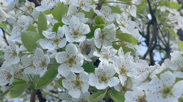 Honey bee collecting pollen on blooming white pear tree flowers close up, orchard branch blossom in spring garden, apiculture and pollination process context with natural green background
