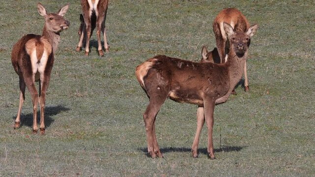 Jeunes biches et cerfs se nourrissant des herbes de la prairie au printemps avec des chants d'oiseaux - Vercors - Is&egrave;re