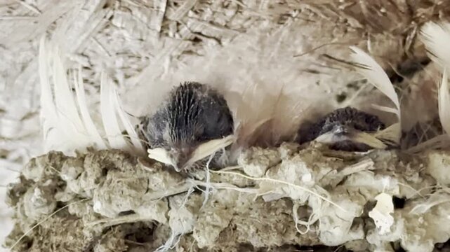 A close-up shot of swallow chicks in a nest. Baby birds sleeping in a nest.