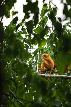 Red langur primate sitting on a tree branch, observing and eating 